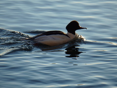 Mergus merganser