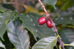 Coffea