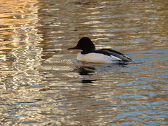 Mergus merganser
