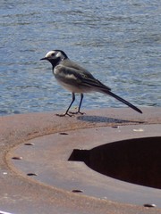 Motacilla alba