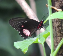 Parides sesostris