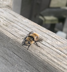 Cephenemyia stimulator