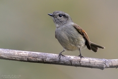 Patagonian Tyrant photo 3