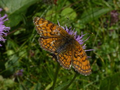Melitaea parthenoides