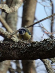 Cyanistes caeruleus