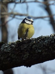 Cyanistes caeruleus