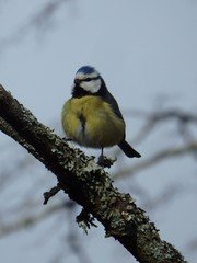 Cyanistes caeruleus