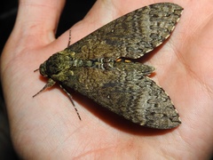 Manduca occulta