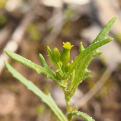 Senecio glossanthus