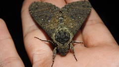 Manduca occulta