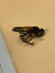 Sphex diabolicus