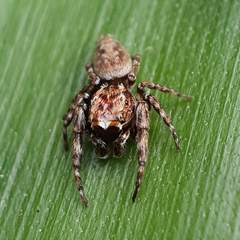 Paraphilaeus daemeli