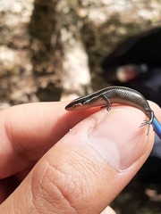 Plestiodon callicephalus