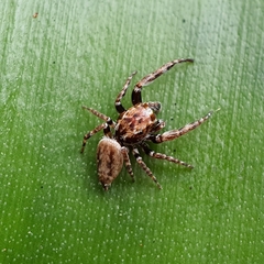 Paraphilaeus daemeli