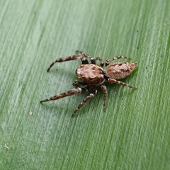 Paraphilaeus daemeli