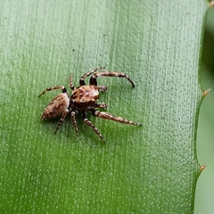 Paraphilaeus daemeli