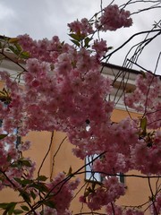 Prunus