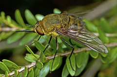 Eristalopsis wrightae