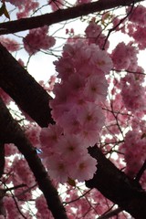 Prunus