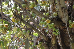 Ficus