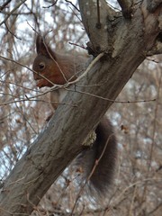 Sciurus vulgaris