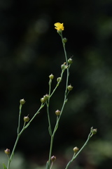 Linum maritimum