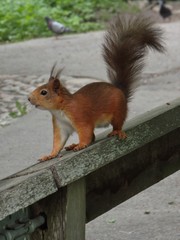 Sciurus vulgaris