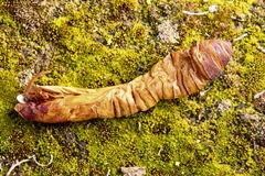 Abantiades atripalpis