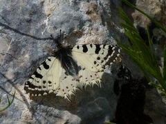 Zerynthia deyrollei