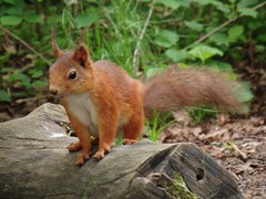 Sciurus vulgaris
