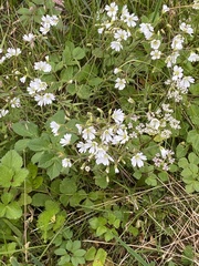 Cerastium beeringianum