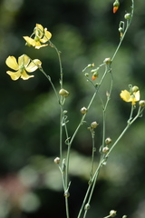 Linum maritimum