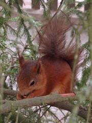 Sciurus vulgaris