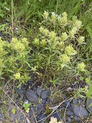 Castilleja pallida caudata