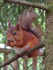 Sciurus vulgaris