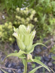Castilleja pallida caudata