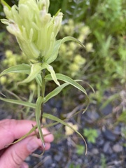 Castilleja pallida caudata