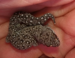 Pachydactylus geitje