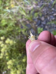 Castilleja pallida caudata