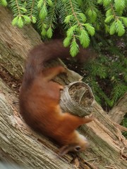 Sciurus vulgaris