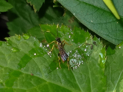 Polytribax contiguus