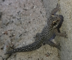 Pachydactylus geitje