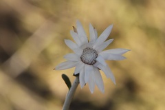 Argentipallium