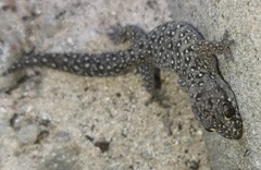 Pachydactylus geitje