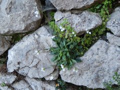 Arabis collina