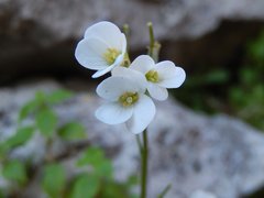 Arabis collina