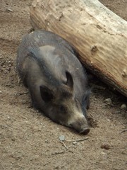 Sus scrofa