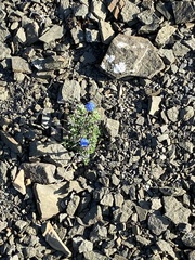 Eritrichium aretioides