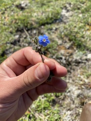 Eritrichium aretioides