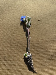 Eritrichium aretioides